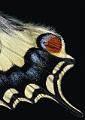 aile papilio machaon